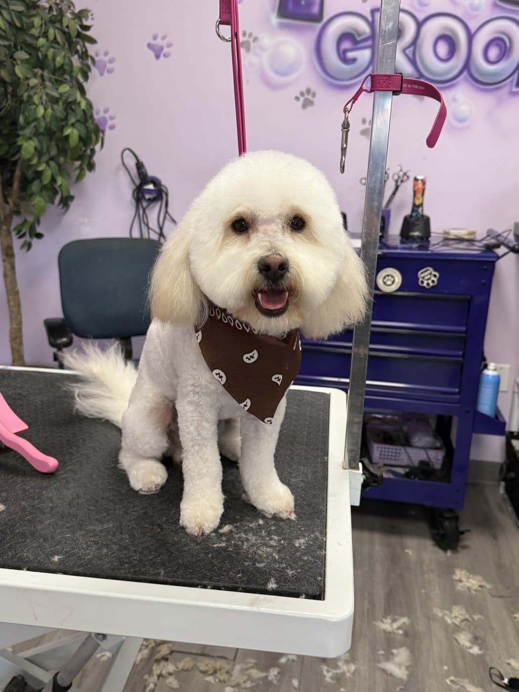 A freshly groomed client at the Pampered Puppies studio in Victorville, CA